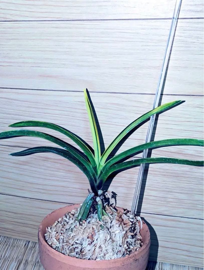 富貴蘭「白牡丹」別格稀貴品 楽天市場】【店内全品2個同時購入10％OFFクーポン配布中】 富貴蘭 白