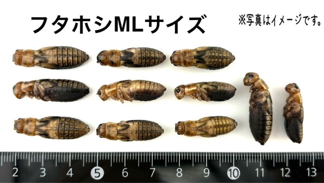 冷凍フタホシML1.2kg 冷凍フタホシML1.2kg 冷凍フタホシML1.2kg 冷凍フタホシML 約780匹600g